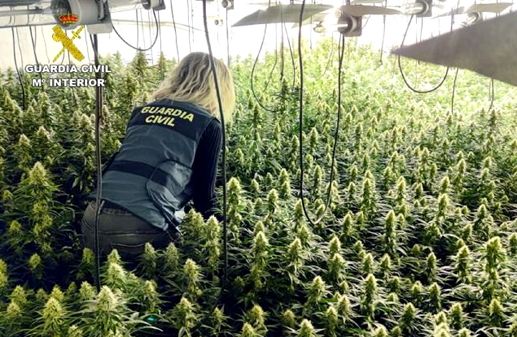 Detenidos los dos responsables de un cultivo de marihuana en un almacén de Totana con 458 plantas